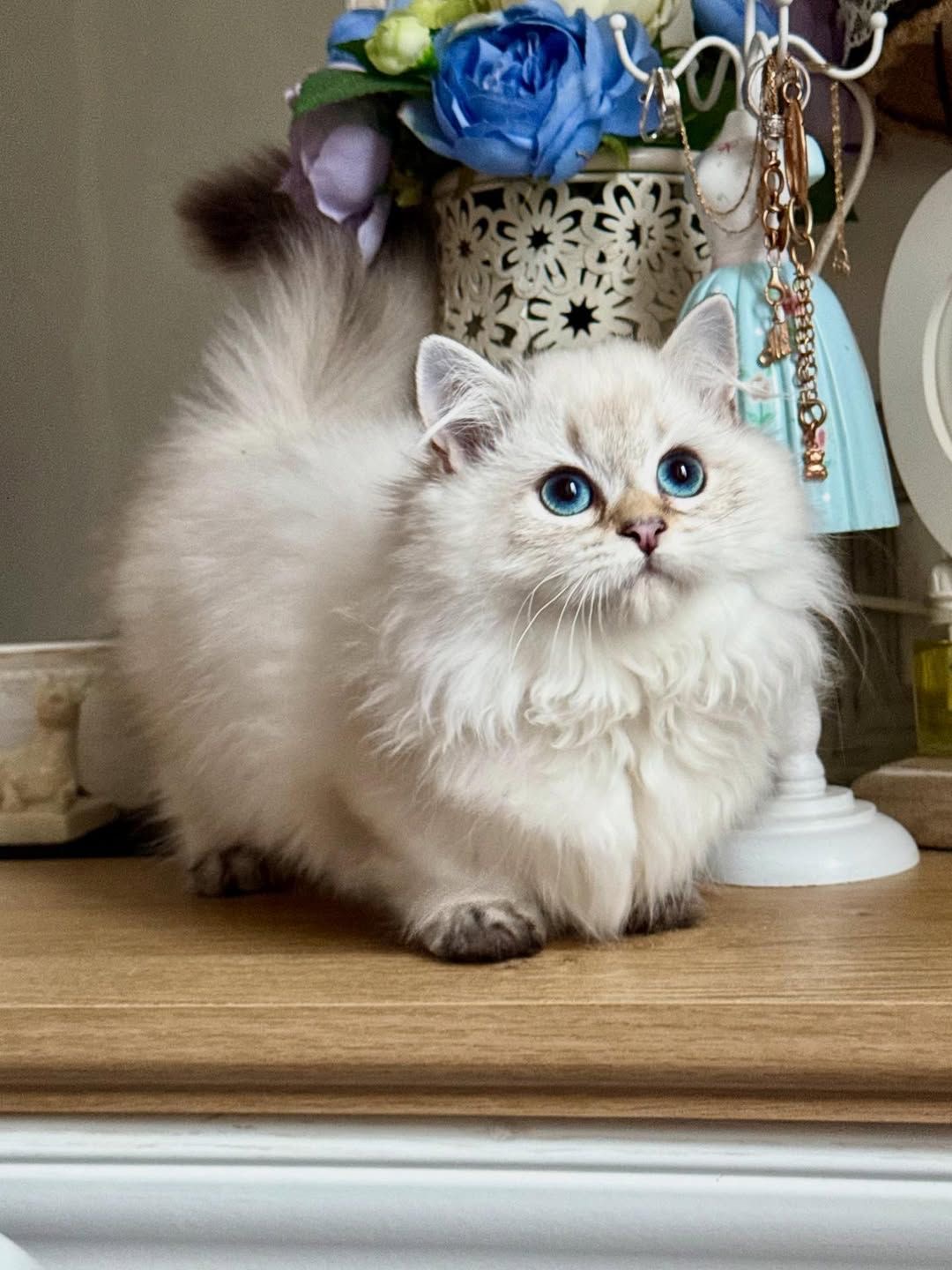 Kitten